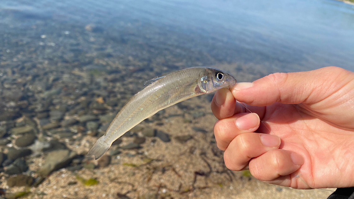 意外と多い？釣りユーチューバー人気なのは誰？おすすめポイントは？